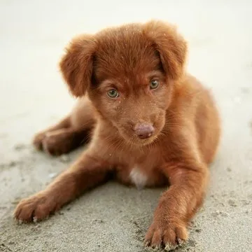 一位粉丝在激动地观看比赛